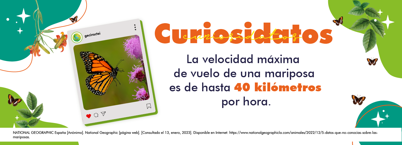 imagen curiosidatos gecin