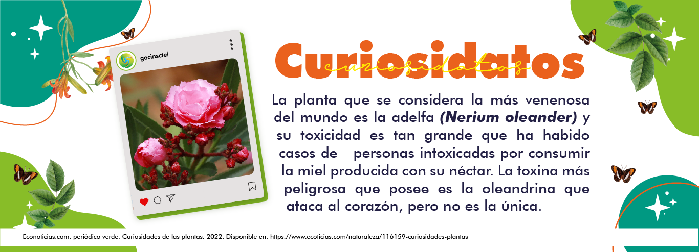 imagen curiosidatos gecin